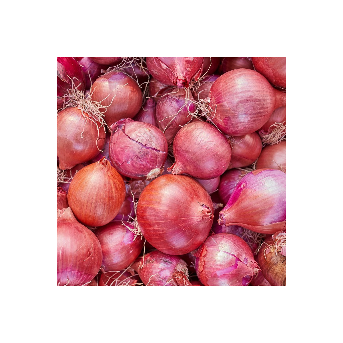 Cibuľa šalotka Camelot F1 - Allium cepa - predaj semien - 50 ks