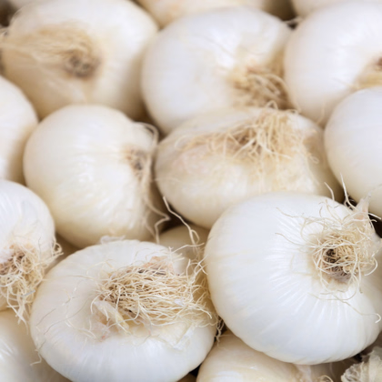 Cibuľa kuchynská Ranila - Allium cepa - predaj semien - 100 ks