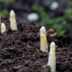 Špargľa lekárska Argenteuil na bielenie - Asparagus officinalis - predaj semien - 30 ks