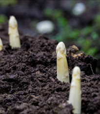 Špargľa lekárska Argenteuil na bielenie - Asparagus officinalis - predaj semien - 30 ks