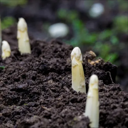 Špargľa lekárska Argenteuil na bielenie - Asparagus officinalis - predaj semien - 30 ks
