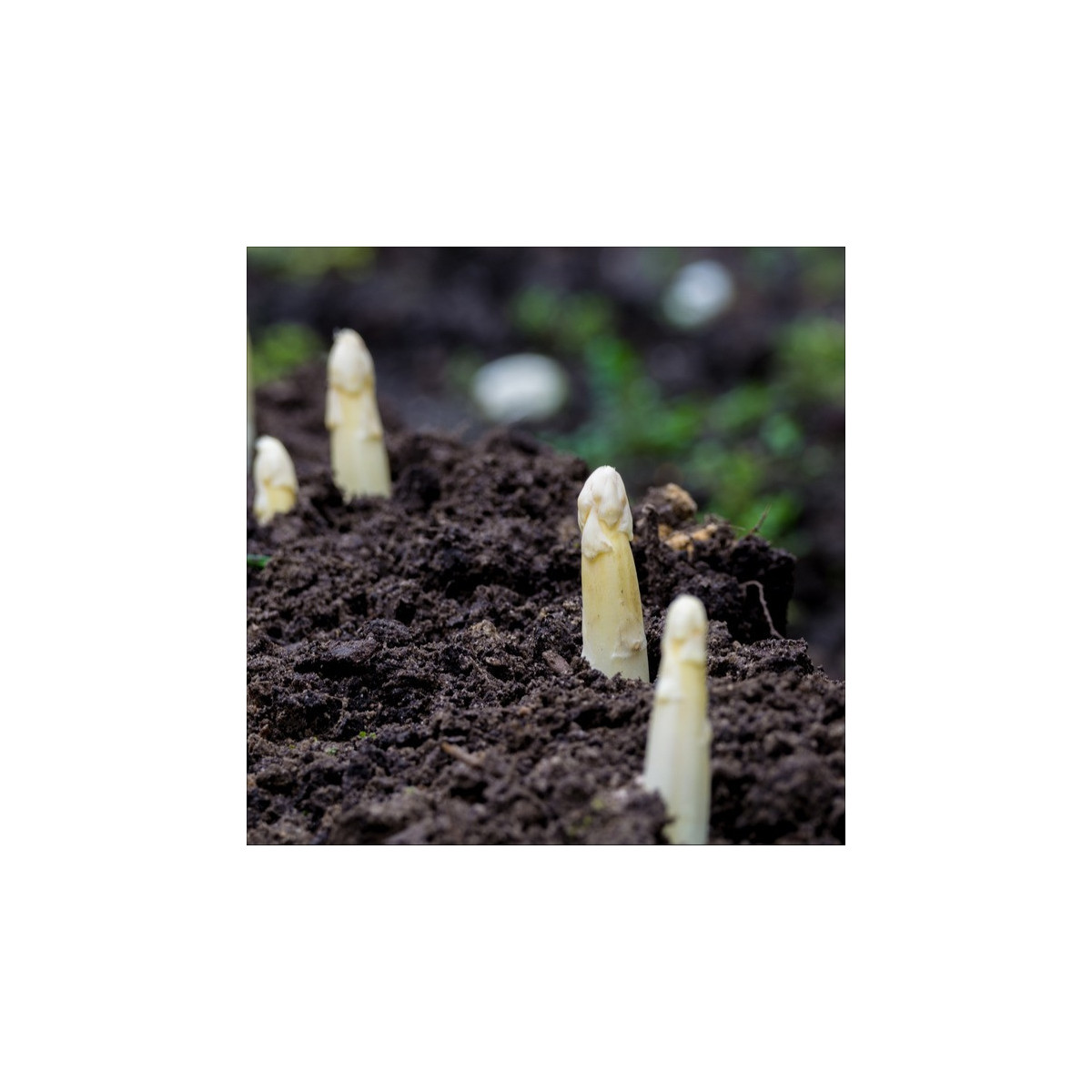 Špargľa lekárska Argenteuil na bielenie - Asparagus officinalis - predaj semien - 15 ks