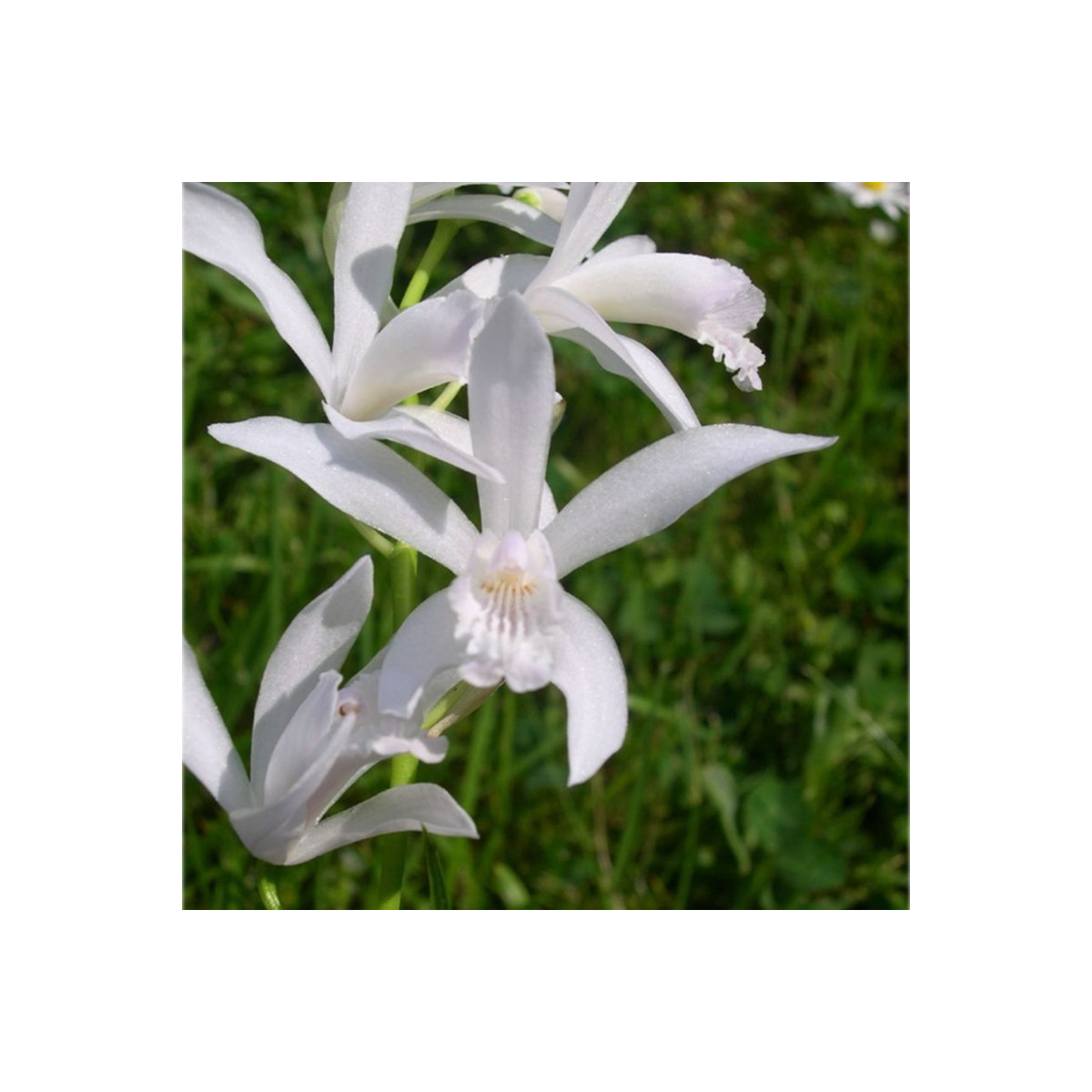 Krinum Powellii biely - Crinum Powellii album - predaj cibuľovín - 1 ks