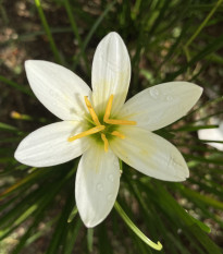 Dažďová ľalia biela - Zephyrantes candida - predaj cibuľovín - 3 ks