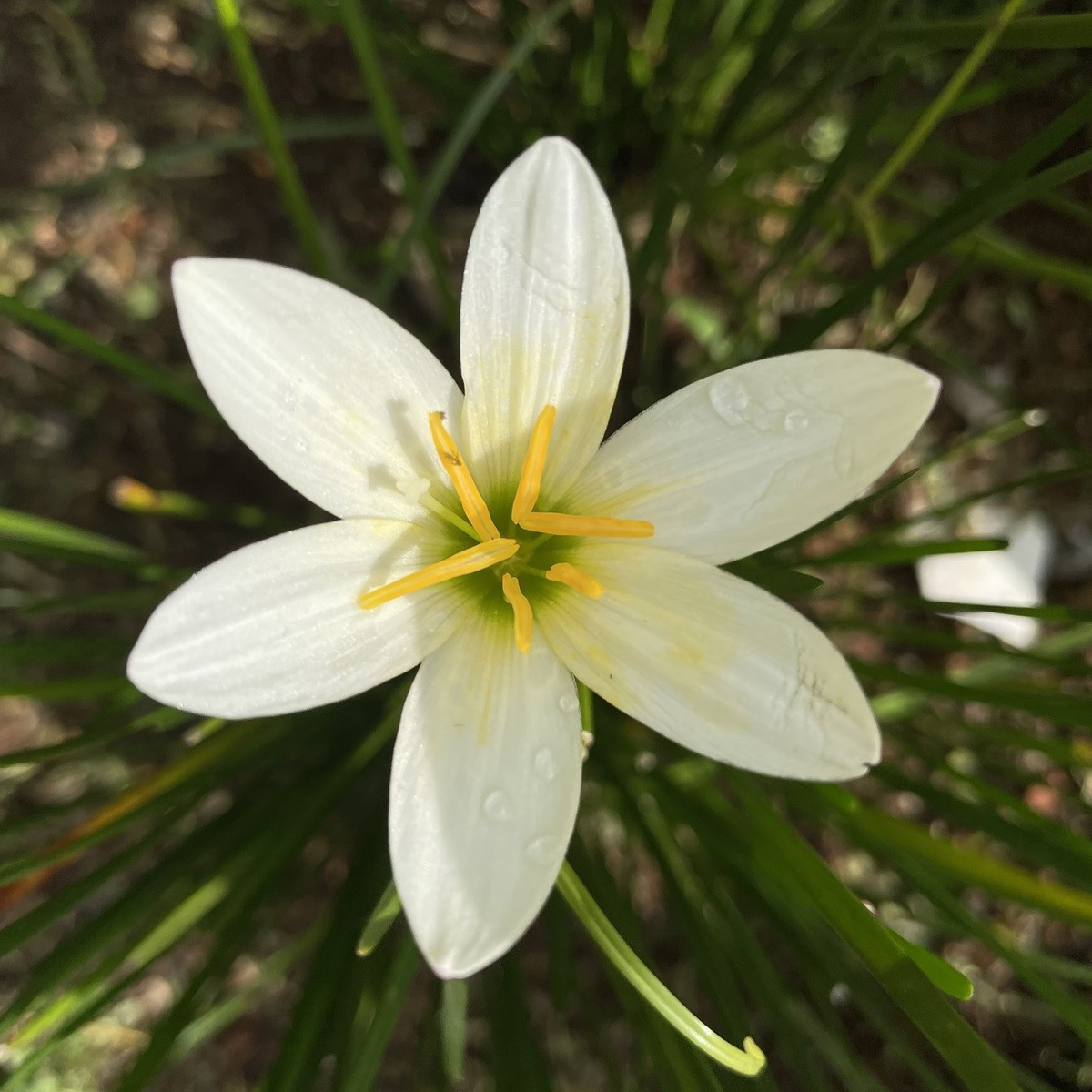 Dažďová ľalia biela - Zephyrantes candida - predaj cibuľovín - 3 ks