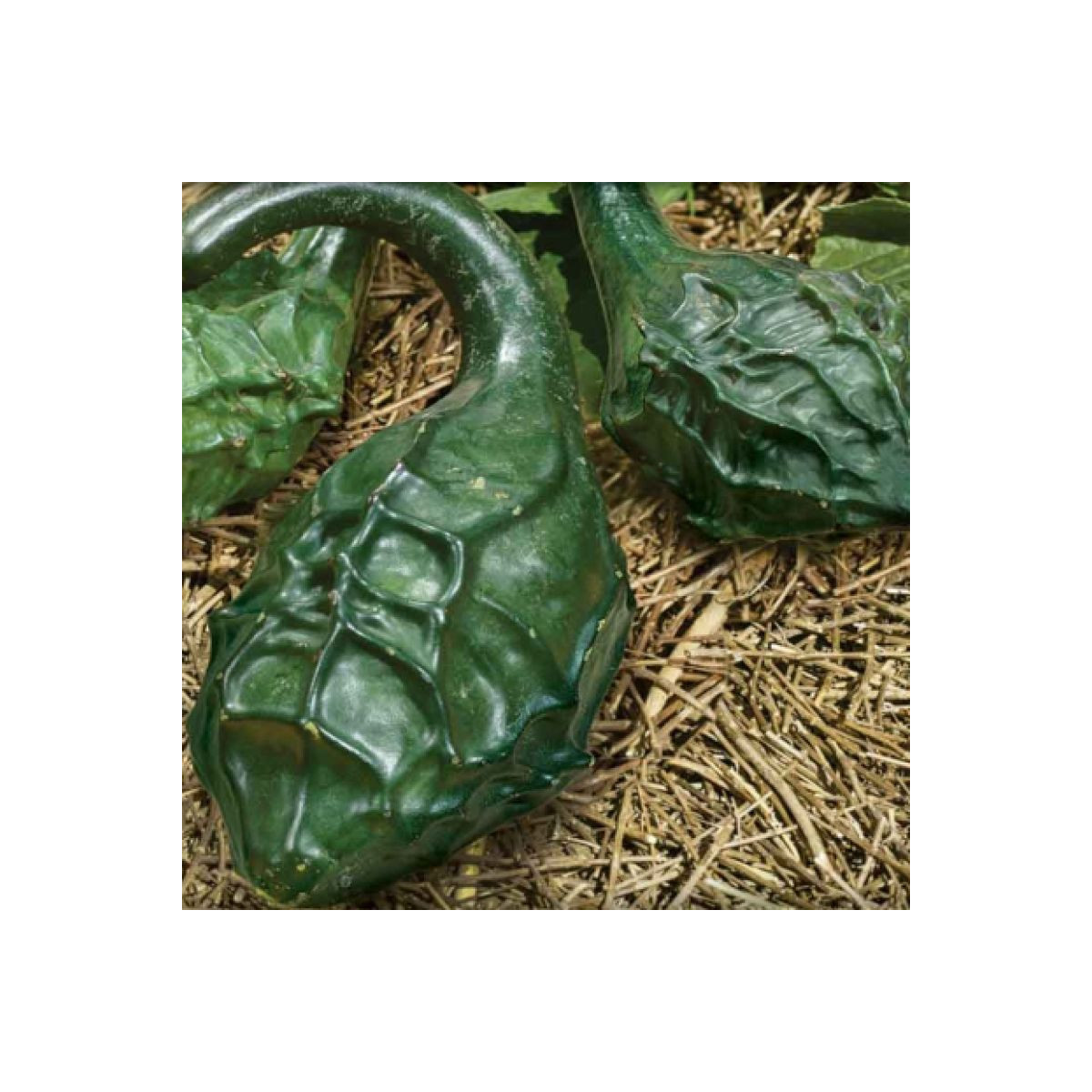 Tekvica okrasná Dinosaurus - Cucurbita sicenaria - predaj semien - 6 ks