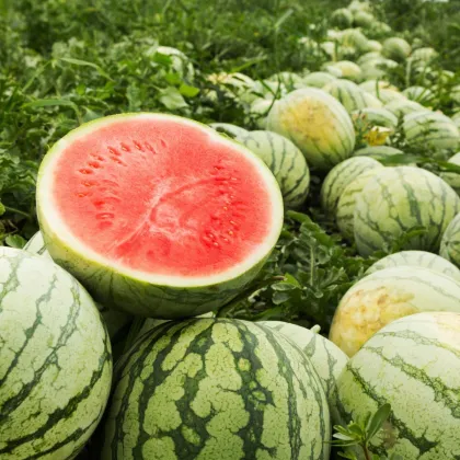 Melón vodný Tigrimini F1 - Citrullus lanatus - predaj semien - 5 ks