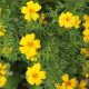 BIO Aksamietnica tenkolistá Lemon Gem - Tagetes tenuifolia - predaj bio semien - 0,02 g