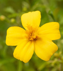 BIO Aksamietnica tenkolistá Lemon Gem - Tagetes tenuifolia - predaj bio semien - 0,02 g