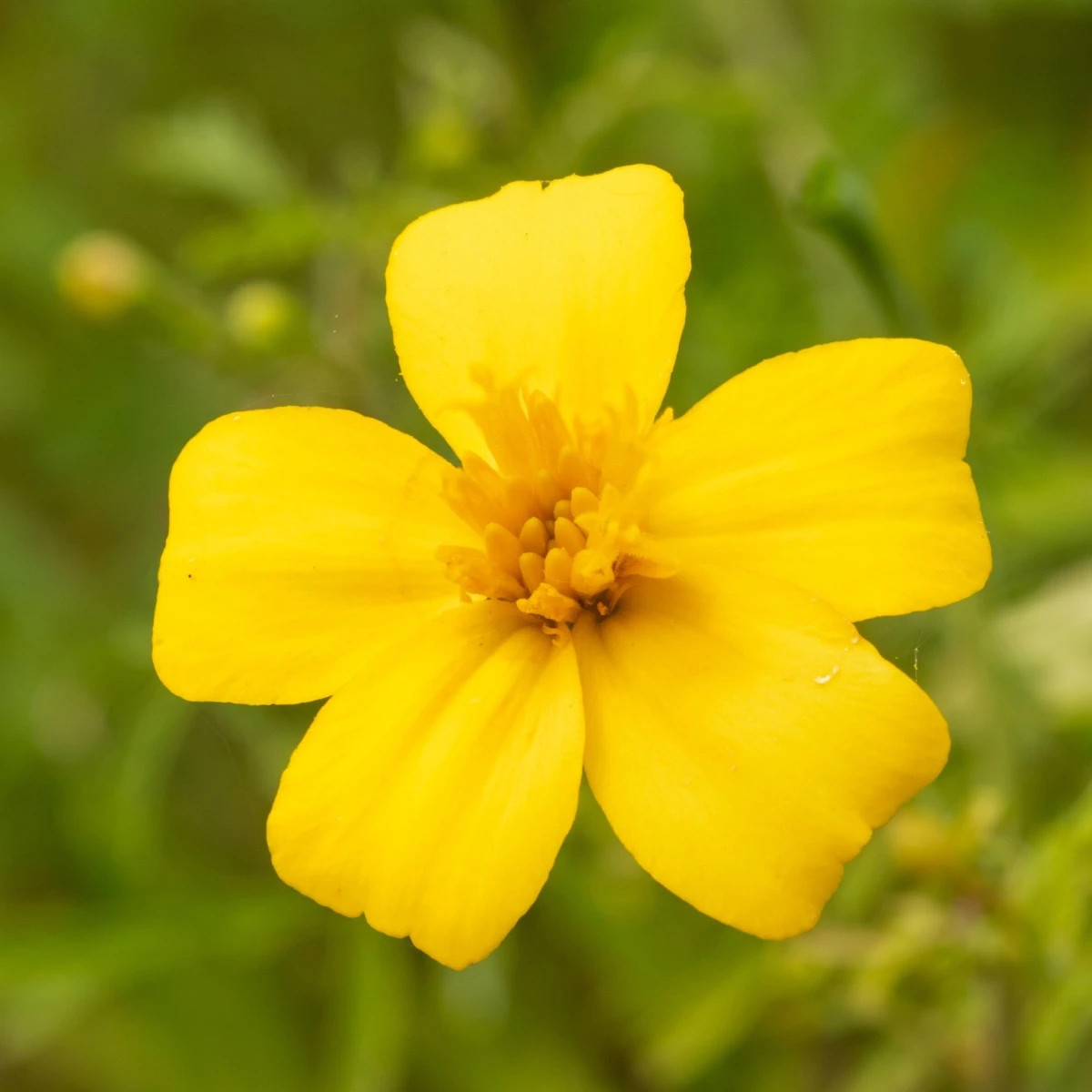 BIO Aksamietnica tenkolistá Lemon Gem - Tagetes tenuifolia - predaj bio semien - 0,02 g