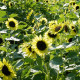 BIO Slnečnica Primrose - Helianthus annuus - predaj bio semien - 10 ks