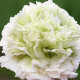 Mak siaty biely - Papaver paeoniflorum - semiačka - 0,1 gr