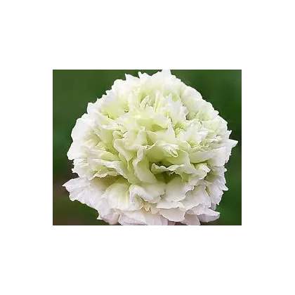 Mak siaty biely - Papaver paeoniflorum - semiačka - 0,1 gr