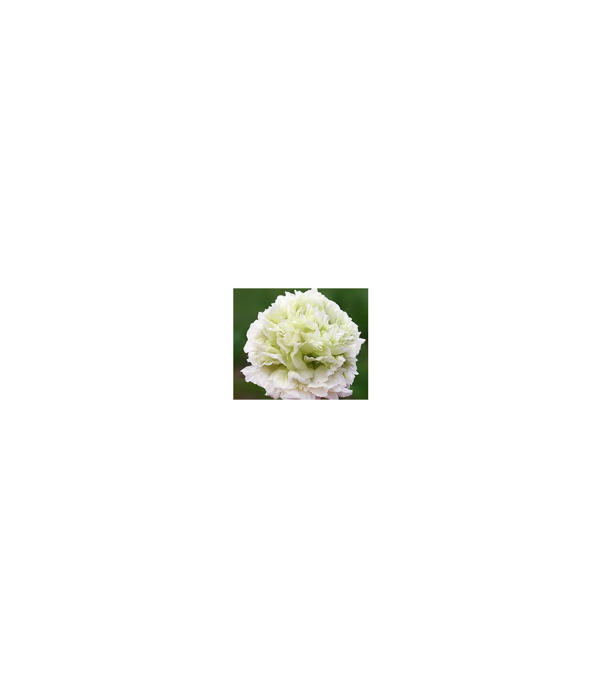 Mak siaty biely - Papaver paeoniflorum - semiačka - 0,1 gr