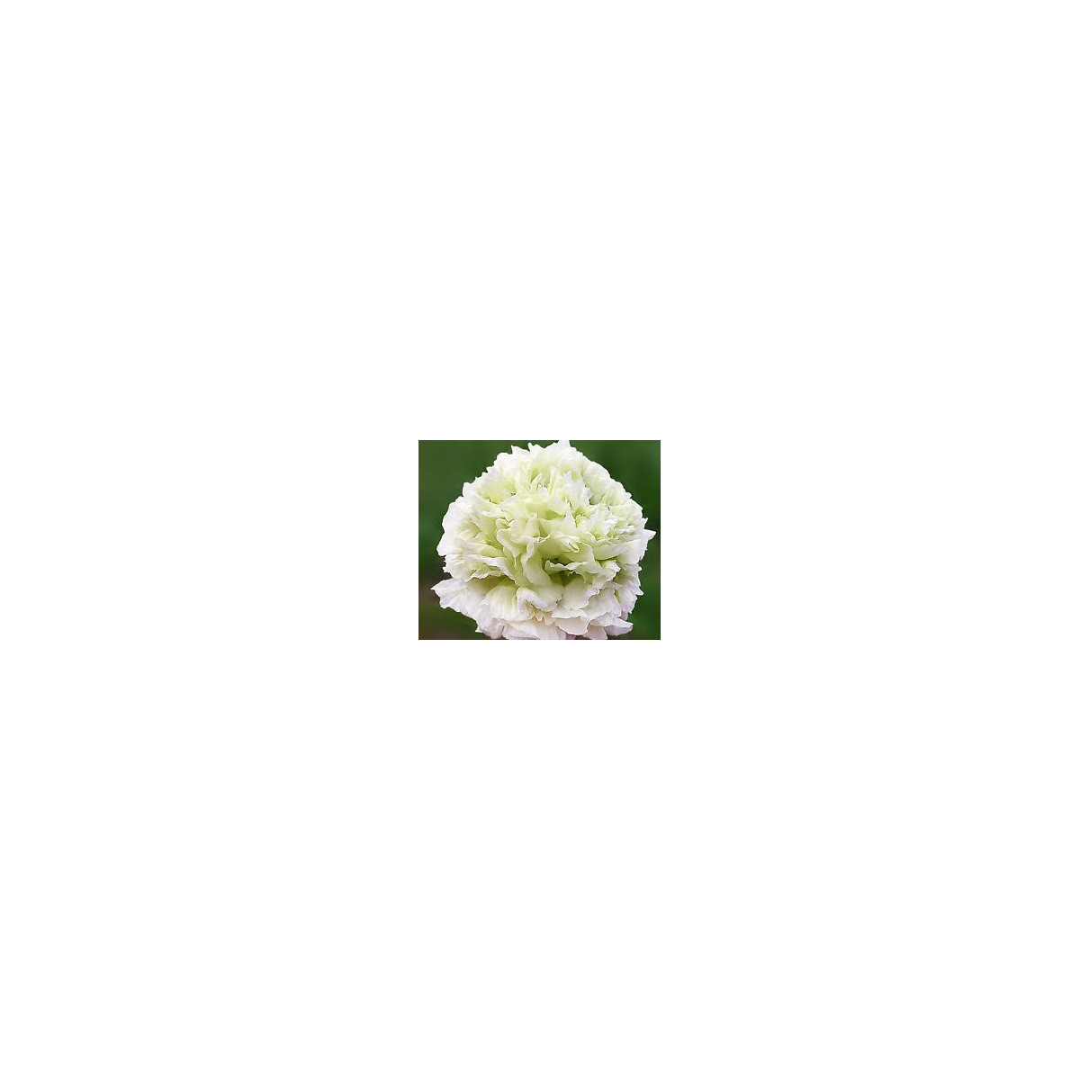 Mak siaty biely - Papaver paeoniflorum - semiačka - 0,1 gr