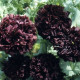 Mak siaty čierny - Papaver paeoniflorum - semiačka - 0,1 g
