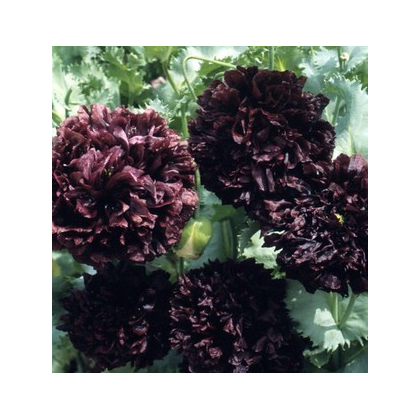 Mak siaty čierny - Papaver paeoniflorum - semiačka - 0,1 g