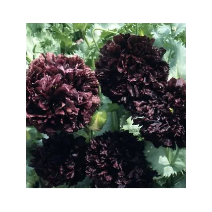 Mak siaty čierny - Papaver paeoniflorum - semiačka - 0,1 g