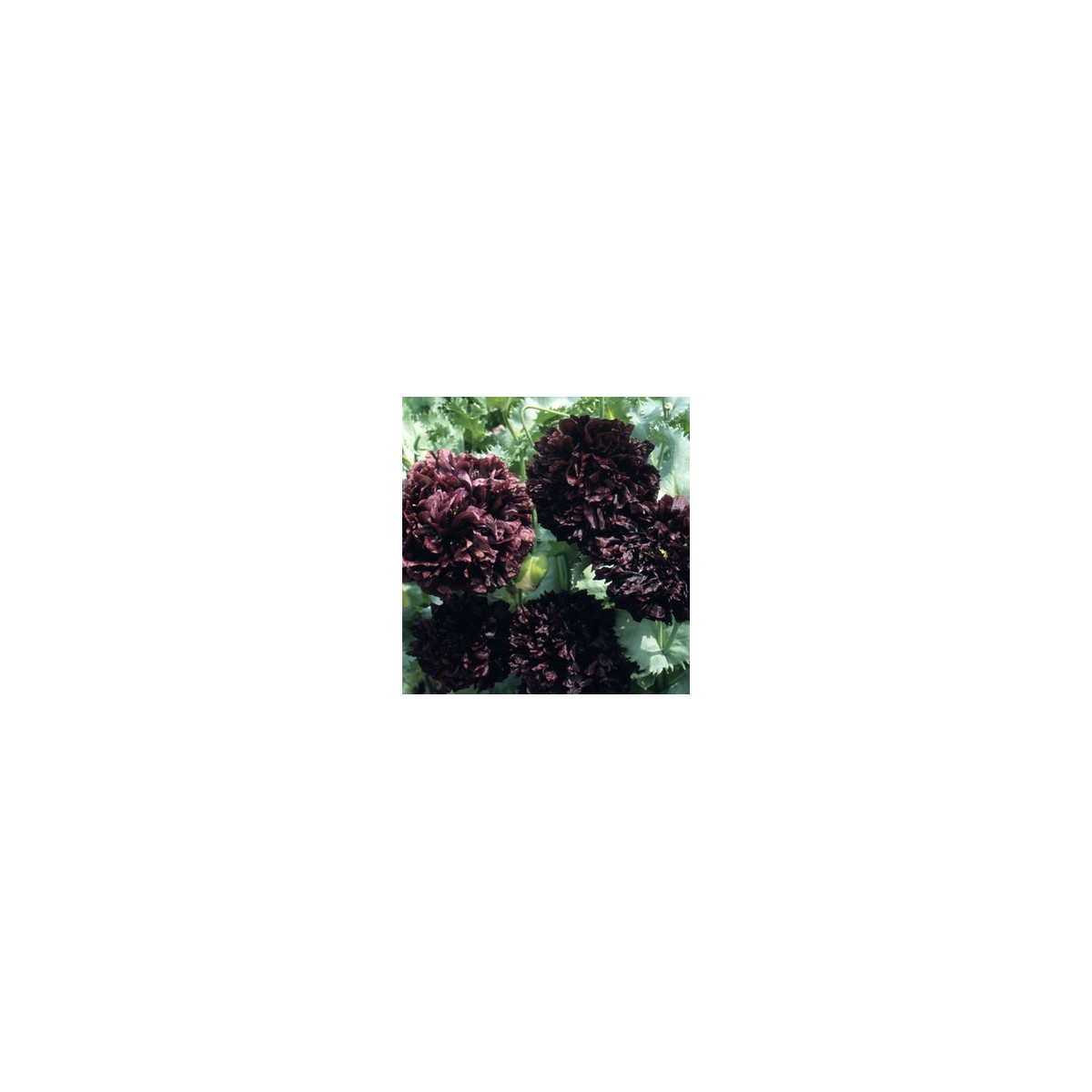 Mak siaty čierny - Papaver paeoniflorum - semiačka - 0,1 g