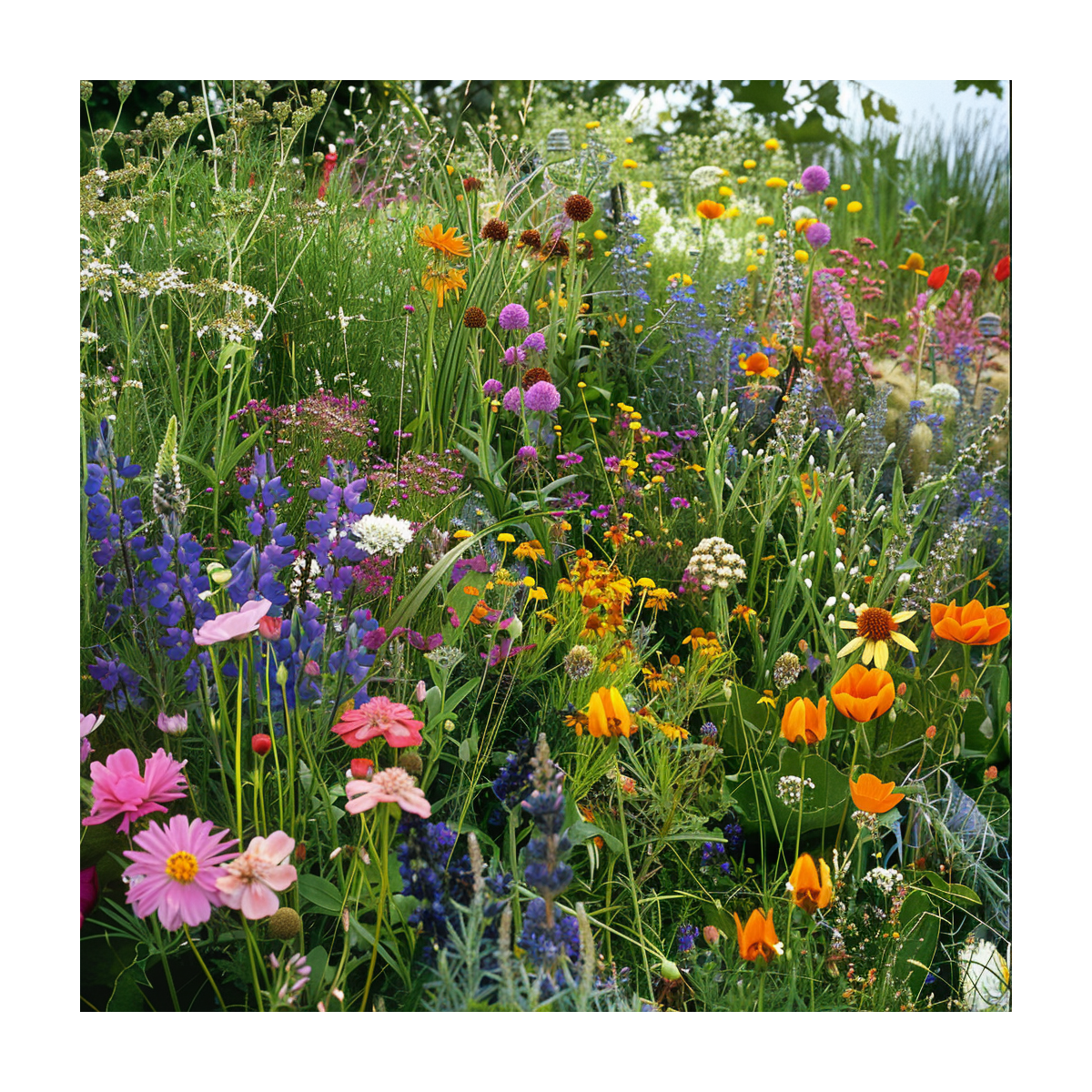 Lúka starých čias - Planta Naturalis - lúčna zmes - 10 g