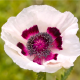 Mak východný Pizzicato - Papaver orientale - semiačka - 10 ks