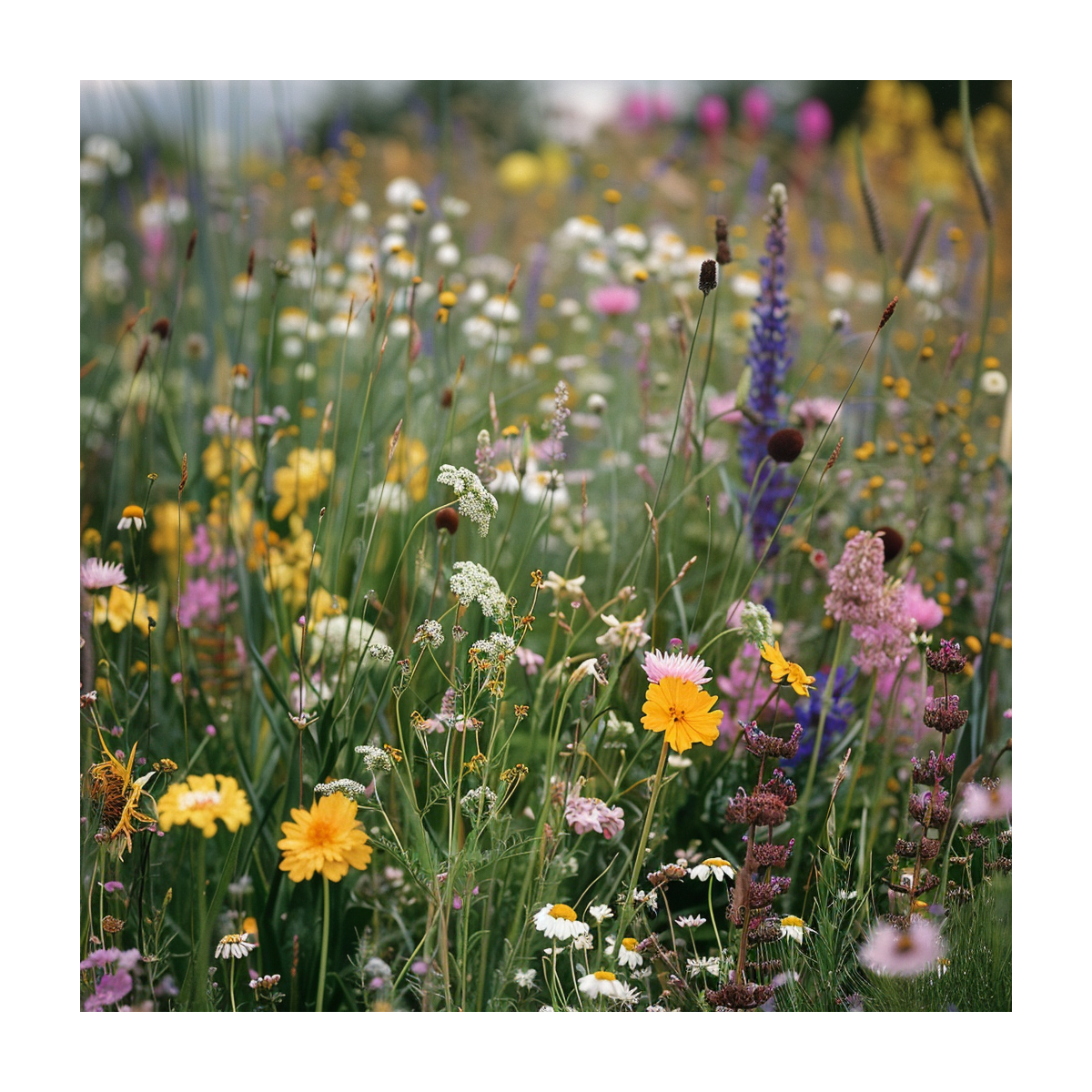 Suchá stráň pravé lúčne kvety - Planta Naturalis - lúčna zmes - 40 g