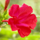Nočenka jalapovitá - červená - Mirabilis Jalapa - semiačka - 1 g