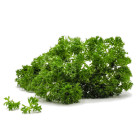 Petržlen listová