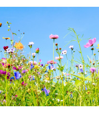 Kvetnaté lúky