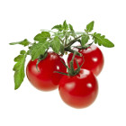 Kríčkové paradajky