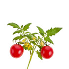 Kolíkové paradajky