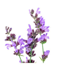 Šalvia