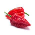 Chilli extra štipľavé
