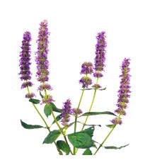 Agastache