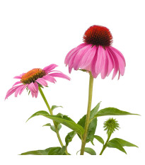 Echinacea