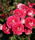 Ruže Kordes
