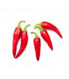 Štipľavé papriky – chilli