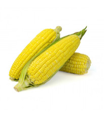 BIO Kukurica