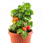 Balkónové paradajky