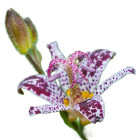 Ľaliovka Tricyrtis