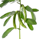 BIO Bôb