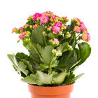 Kalanchoe - trvalky