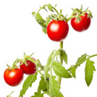 Paradajky vhodné do skleníka