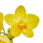 Orchidea