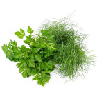 Výsevné pásky byliniek