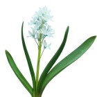 Puškínia