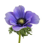 Veternica