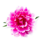 Portulaka