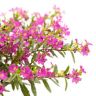Kufea