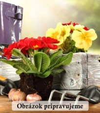 Zmes montbrécií - Crocosmia mix - hľuzy montbrécie - 20 ks